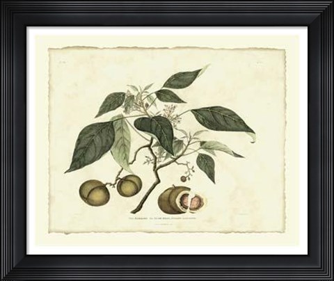 Framed Delicate Botanical II Print