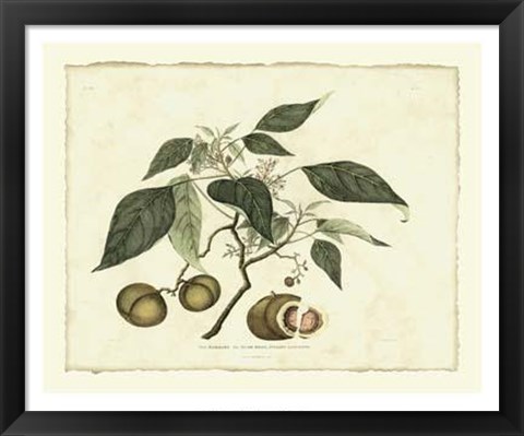 Framed Delicate Botanical II Print