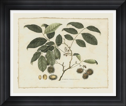 Framed Delicate Botanical III Print