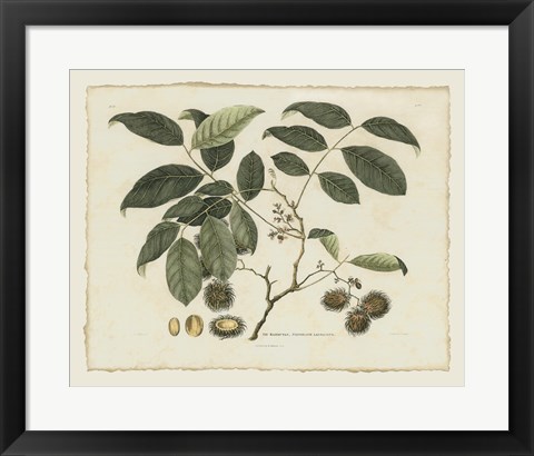 Framed Delicate Botanical III Print