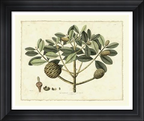 Framed Delicate Botanical IV Print