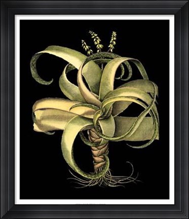 Framed Dramatic Aloe I Print