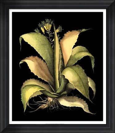 Framed Dramatic Aloe II Print