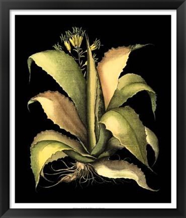 Framed Dramatic Aloe II Print