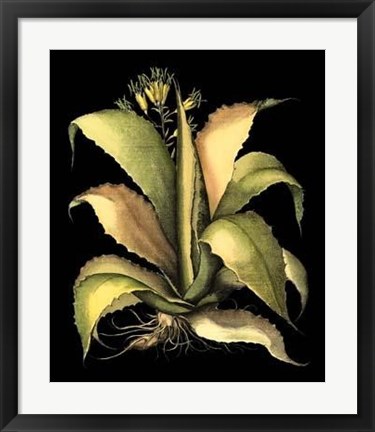 Framed Dramatic Aloe II Print