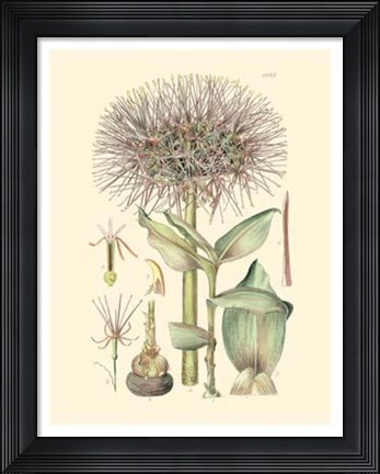 Framed Floral Passion I Print