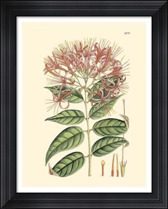 Framed Floral Passion II Print