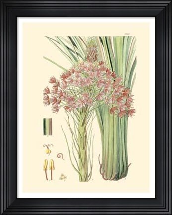 Framed Floral Passion III Print