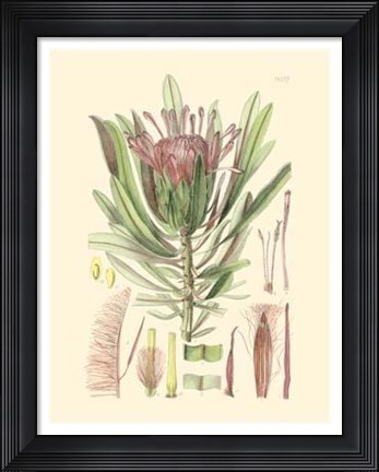 Framed Floral Passion IV Print