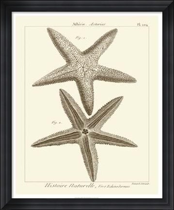 Framed Striking Starfish I Print