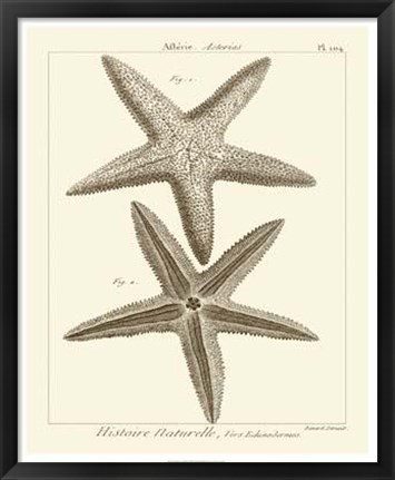 Framed Striking Starfish I Print