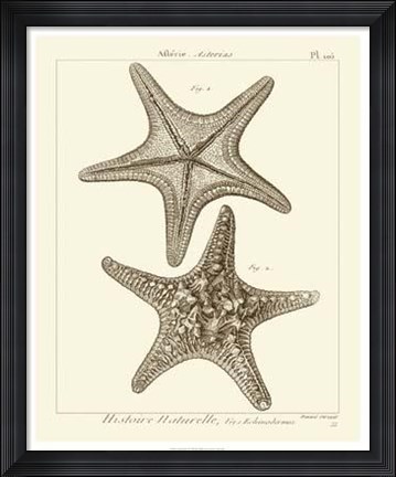 Framed Striking Starfish II Print