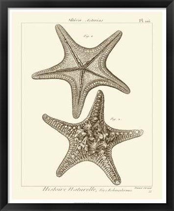 Framed Striking Starfish II Print