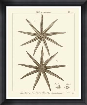 Framed Striking Starfish III Print