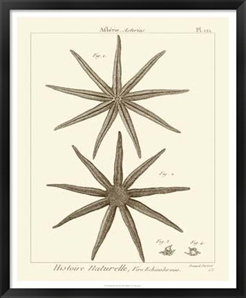 Framed Striking Starfish III Print