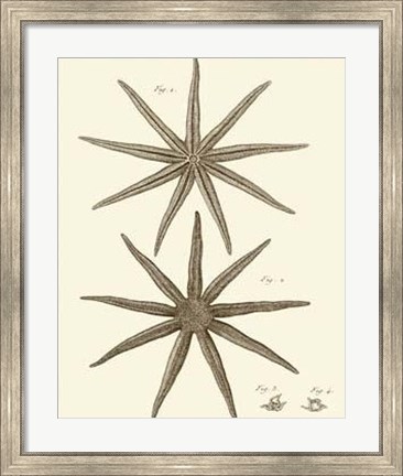 Framed Striking Starfish III Print