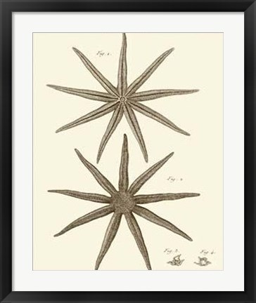 Framed Striking Starfish III Print