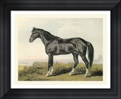 Framed Cassell&#39;s Horse II Print
