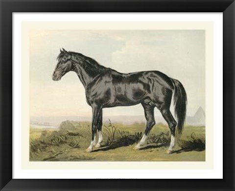 Framed Cassell&#39;s Horse II Print