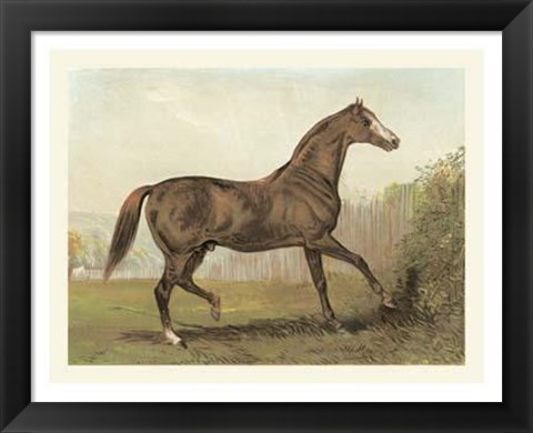 Framed Cassell&#39;s Horse III Print