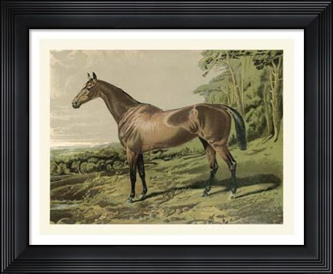Framed Cassell&#39;s Horse IV Print