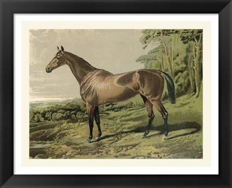 Framed Cassell&#39;s Horse IV Print