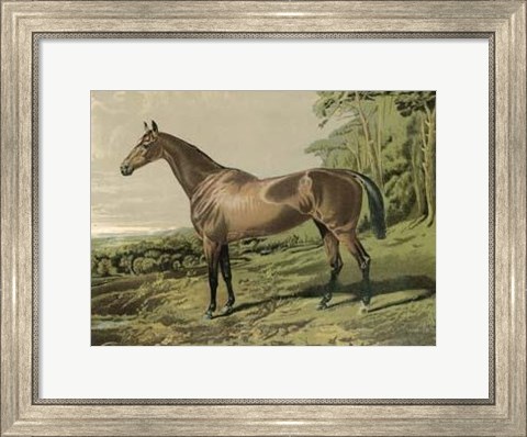 Framed Cassell&#39;s Horse IV Print