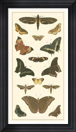 Framed Butterfly Panel II Print