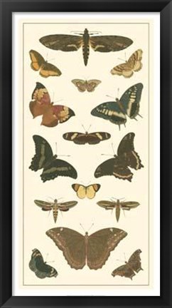 Framed Butterfly Panel II Print