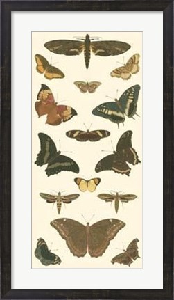 Framed Butterfly Panel II Print