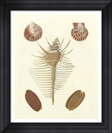 Framed Knorr Shells I Print