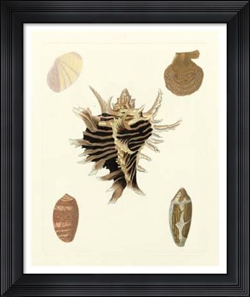 Framed Knorr Shells II Print