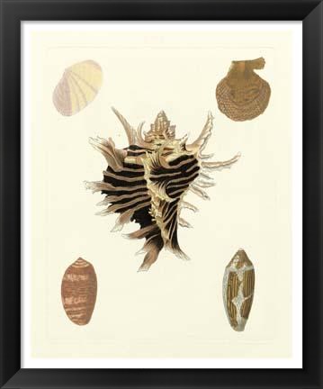 Framed Knorr Shells II Print