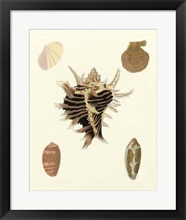 Framed Knorr Shells II Print