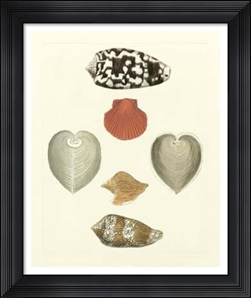 Framed Knorr Shells III Print