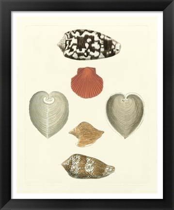 Framed Knorr Shells III Print