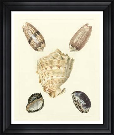 Framed Knorr Shells IV Print
