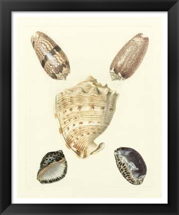 Framed Knorr Shells IV Print