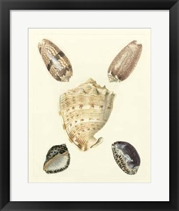 Framed Knorr Shells IV Print