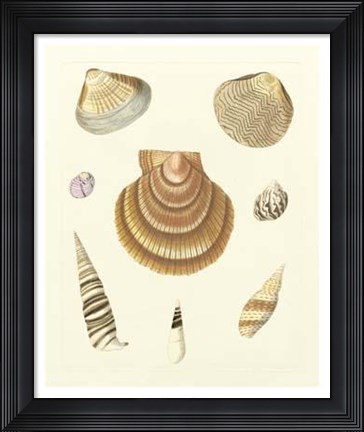 Framed Knorr Shells V Print