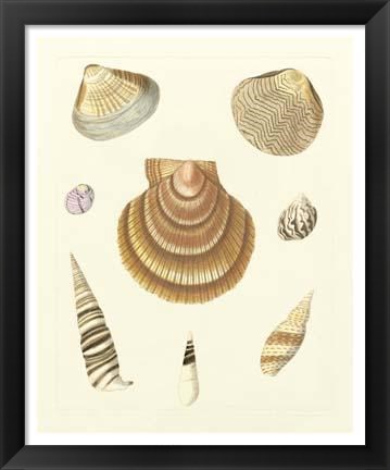 Framed Knorr Shells V Print