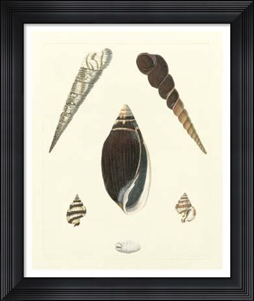 Framed Knorr Shells VI Print