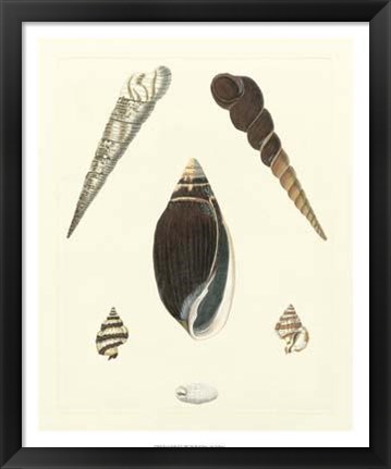 Framed Knorr Shells VI Print