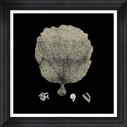 Framed Black And Tan Coral II Print