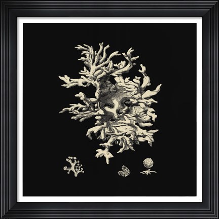 Framed Black And Tan Coral III Print