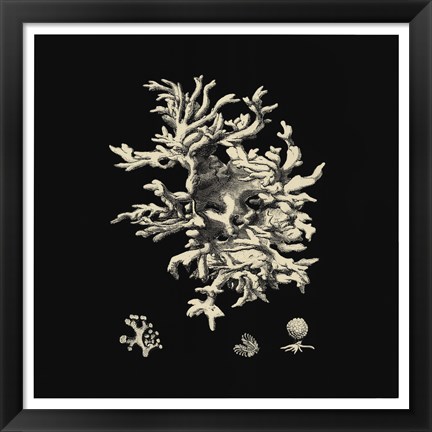 Framed Black And Tan Coral III Print