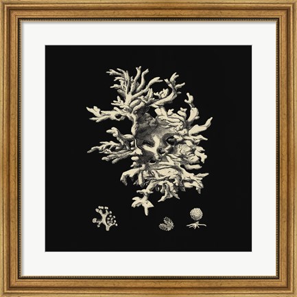 Framed Black And Tan Coral III Print