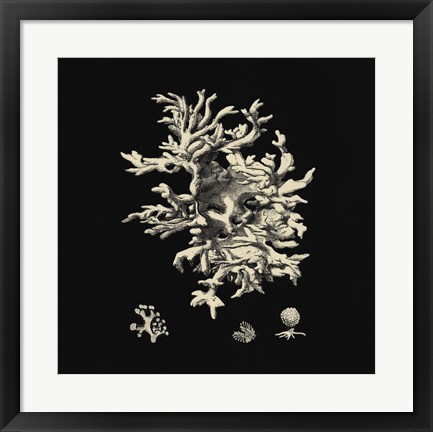 Framed Black And Tan Coral III Print