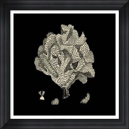 Framed Black And Tan Coral IV Print