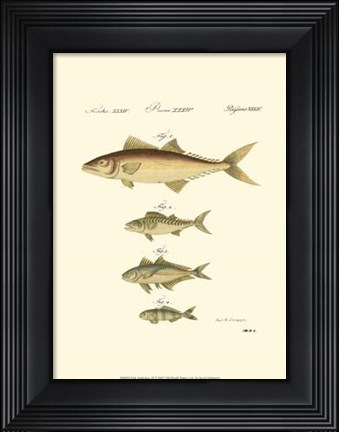 Framed Fish Anthology II Print